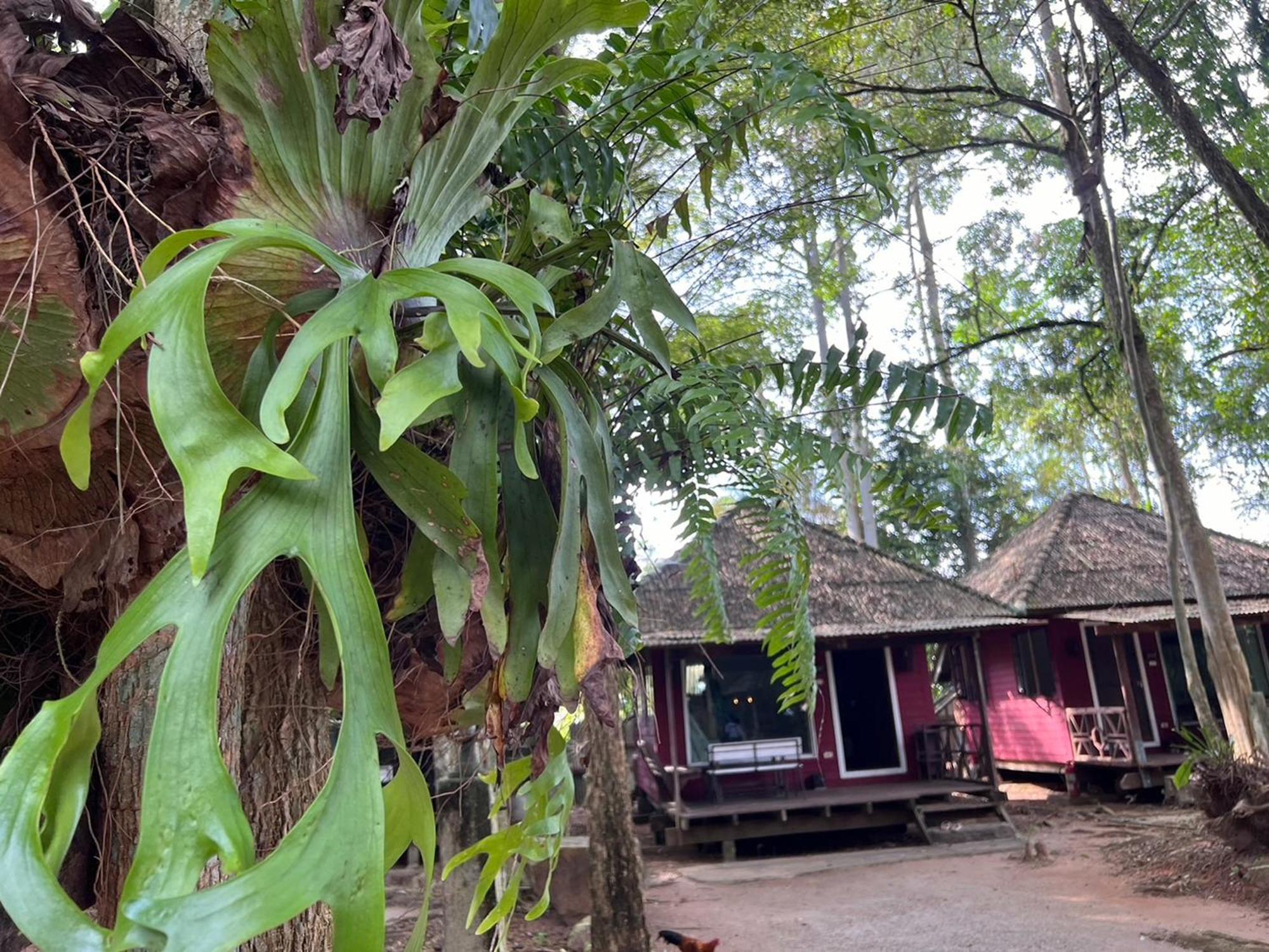 Pang Mai Resort Songkhla Exteriör bild